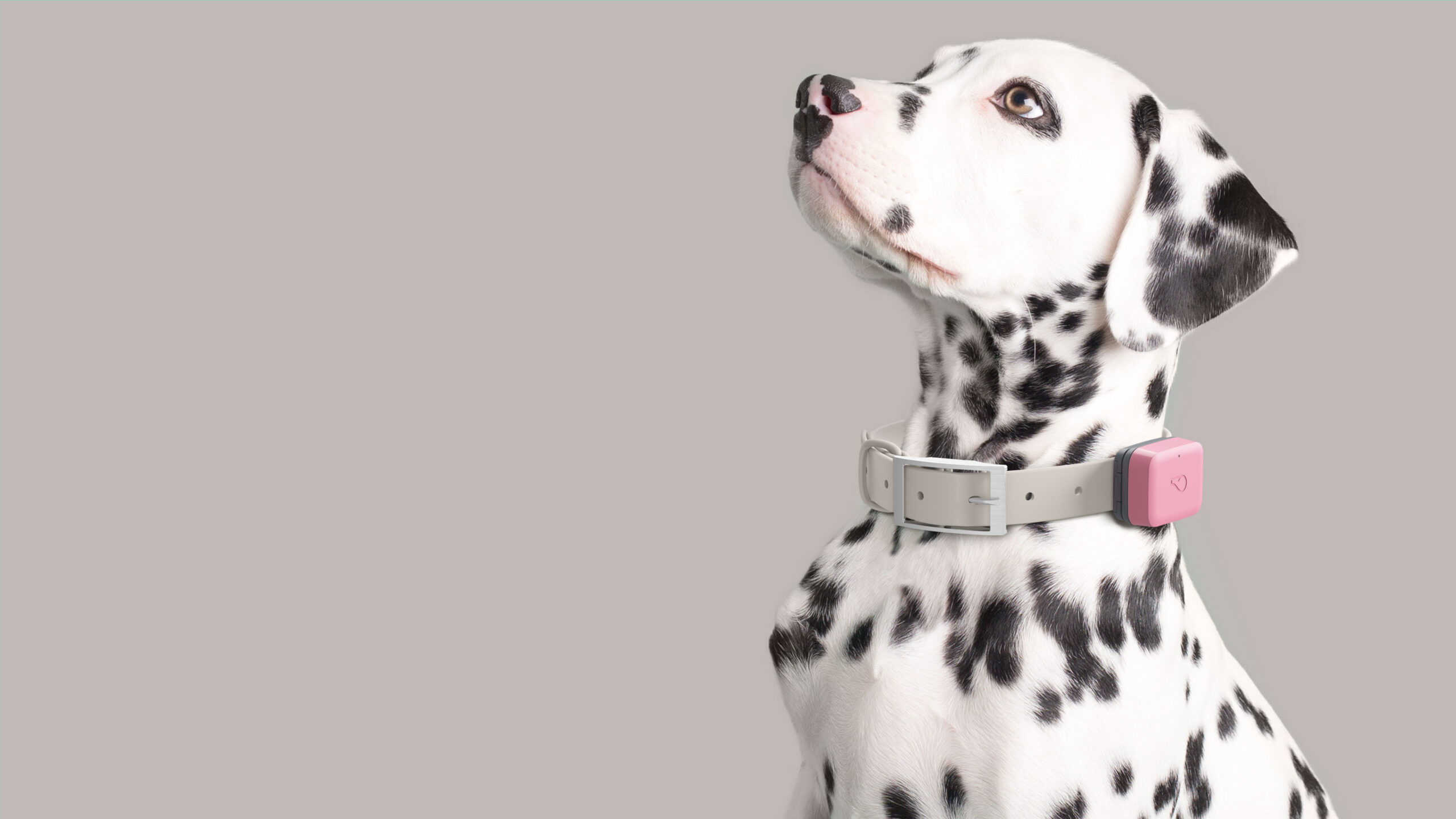 Whistle_Go_Dog-02-1
